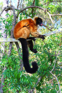 Red ruffed lemur Rivotra licks his nose