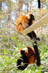 Red ruffed lemur cousins Rivotra and Orana relaxing in the forest