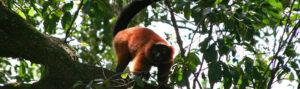 Red ruffed lemur in tree