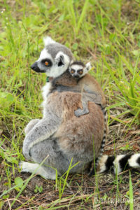 Ring-tailed lemur Sassy and infant Baldwin