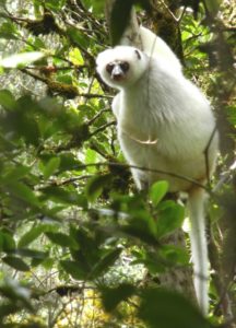 A silky sifaka on a tree in Anjanaharibe-Sud Special Reserve
