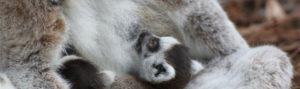Ring tailed lemur infants nursing
