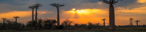 Sunset over baobab trees in Madagascar
