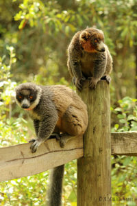 Mongoose lemurs Christina and Lucas in forest