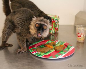 Sanford's Lemur Ikoto enjoys holiday enrichment