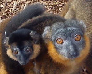 Collared lemur Claire with juvenile son Remy