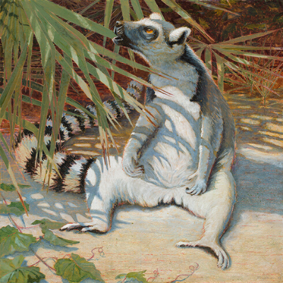 LCF ring-tailed lemur "Yuengling" by Jean Blackburn
