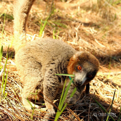 An LCF lemur eating a native plant in one of the reserve's forest habitats