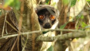 LCF reserve lemur