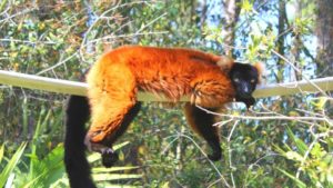Red ruffed lemur Volana