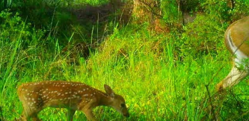 Deer photographed on an LCF camera trap