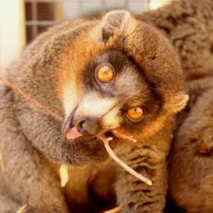 LCF mongoose lemur Javier