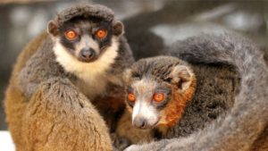 LCF mongoose lemurs Leena and Merced