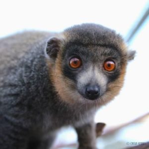 LCF mongoose lemur Julio