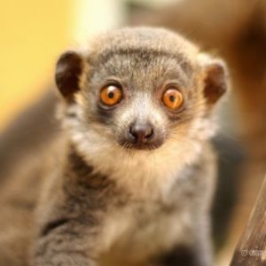 LCF mongoose lemur Lonzo (2018)