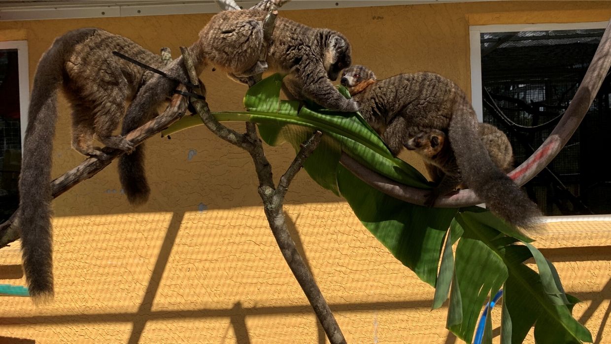 LCF lemurs enjoying banana leaf browse