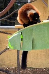 Red ruffed lemur enjoying banana leaf browse