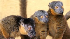 LCF collared brown lemurs photographed by Caitlin Kenney