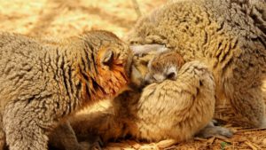 LCF adult mongoose lemurs with infant photographed by Caitlin Kenney