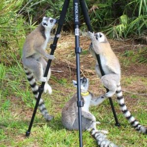 LCF ring-tailed lemurs photographed by Caitlin Kenney