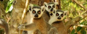 LCF ring-tailed lemurs