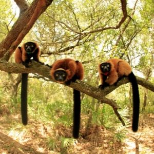 LCF red ruffed lemurs