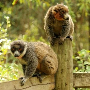 LCF mongoose lemurs