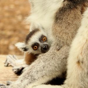 LCF ring-tailed lemur infant