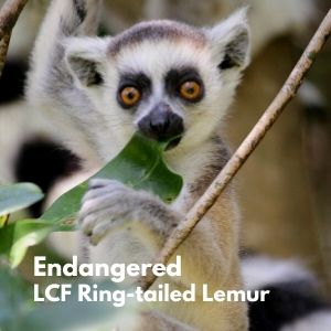 LCF ring-tailed infant