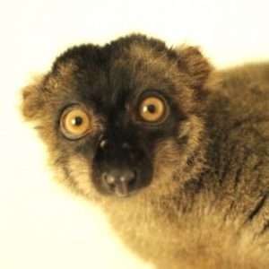 LCF Common Brown Lemur Malbec