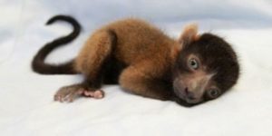 LCF red ruffed lemur infant