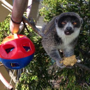 https://www.lemurreserve.org/wp-content/uploads/2020/12/E.-mongoz-Kikeli-2-e1608046813136-300x300.jpg