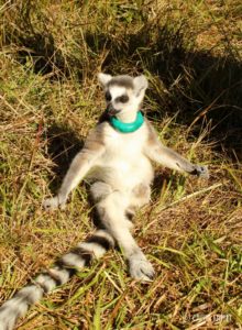 young ring-tailed lemur sits and basks in the sun
