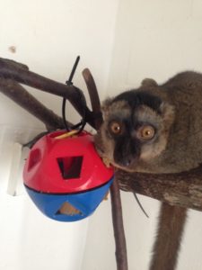 Common brown lemur eating from plastic puzzle feeder