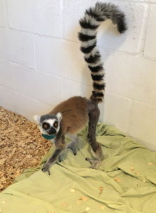 Ring-tailed lemur with shaved leg stands on dog bed