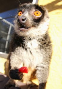 Mongoose lemur female eating cranberry sauce enrichment