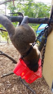 Mongoose lemur hangs from branch to reach plastic feeder
