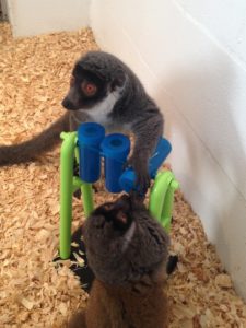 Two mongoose lemurs play with plastic puzzle feeder
