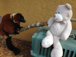 Red ruffed lemur looks at stuffed teddy bear enrichment