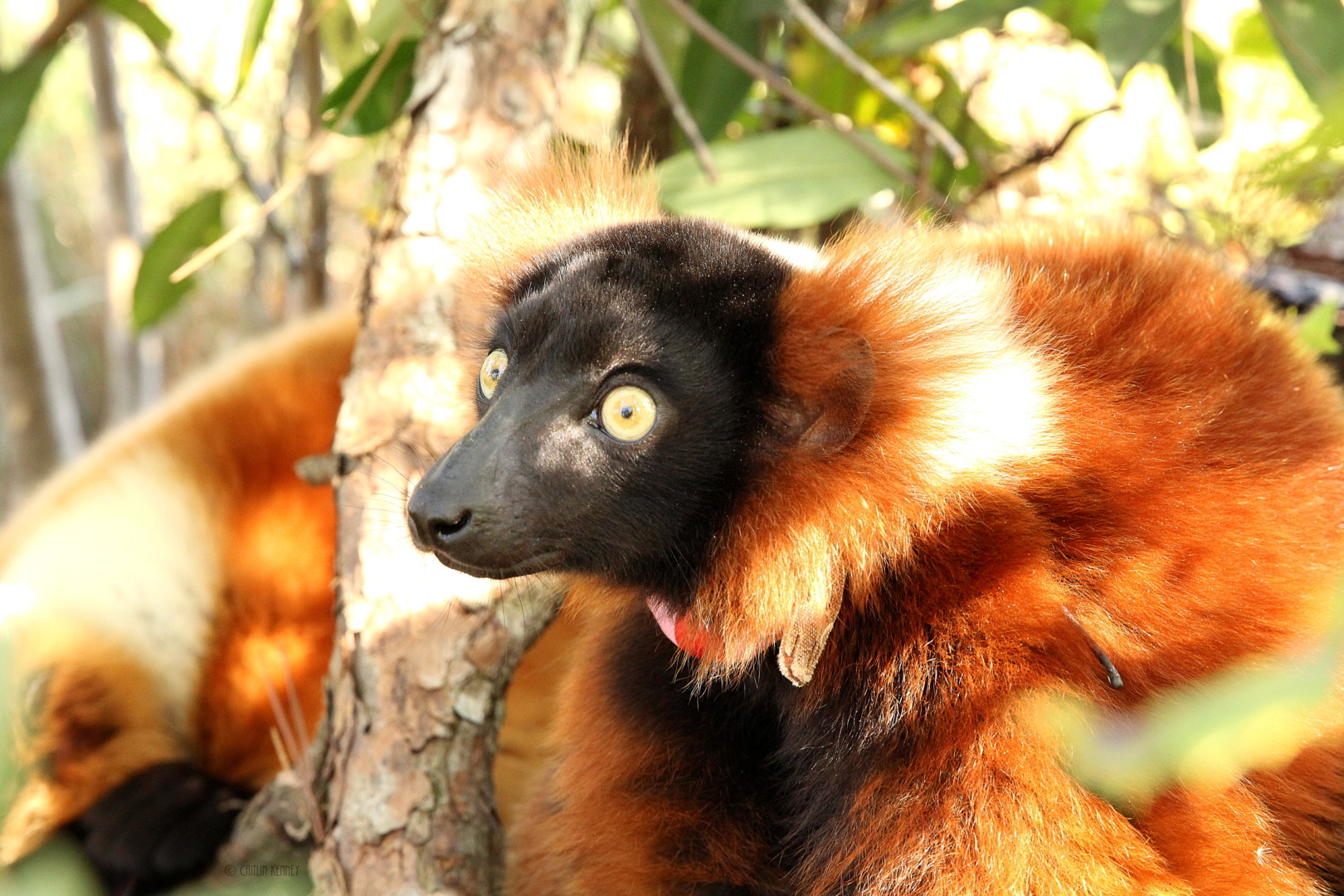 Close up of young Red Ruffed Lemur in the trees in Myakka City, FL