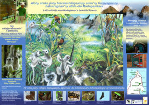 AKO book series poster of Marojejy silky sifaka, Malagasy conservation LCF lemur conservation foundation