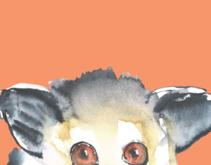 Illustration: Lemur peeking up from bottom of the frame