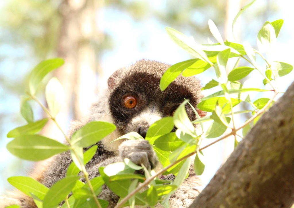 Mongoose Lemur Forest Introduction