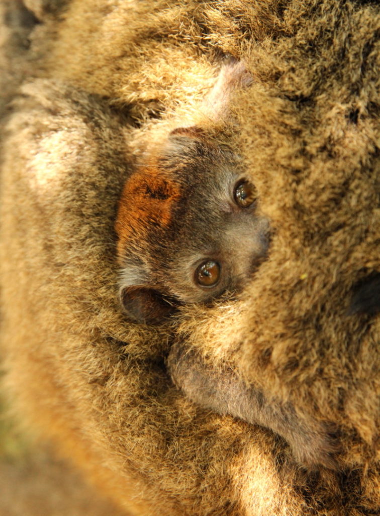 Critically endangered infant mongoose lemur clings to it's mother