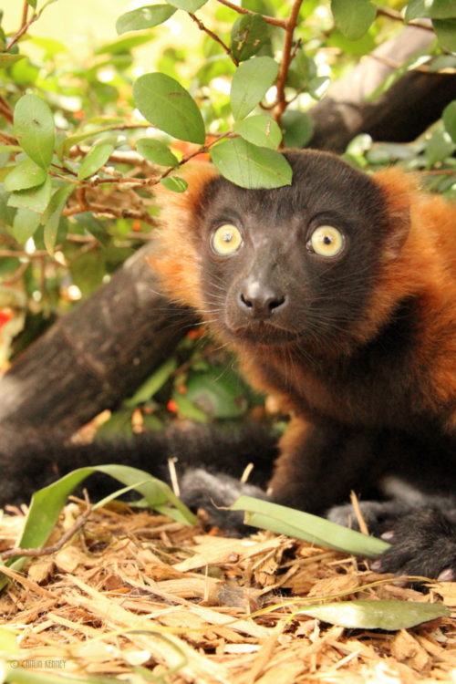 Young red ruffed lemur Tsambiky sitting under a bush
