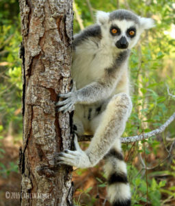 Ring-tailed lemur climbing tree