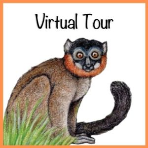 LCF World Lemur Festival 2021 Virtual Tour