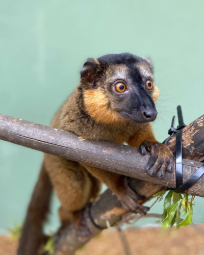 Collared lemur juvenile Voltaire sitting on branch and looking to the right of camera