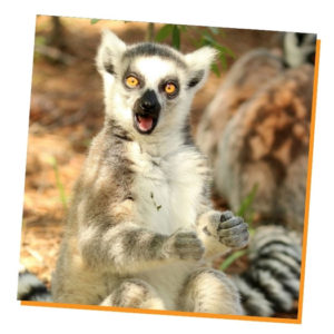 Lemur Collage 2