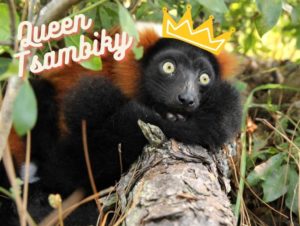 2022 Lemur Queen Winner, Tsambiky!